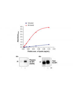 Cell Signaling Fastscan Phospho-4e-Bp1 (Ser65) Elisa Kit