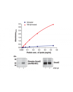 Cell Signaling Fastscan Phospho-Smad2 (Ser465/467) Elisa Kit