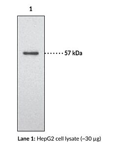 Cayman Endothelial Lipase (Human) Blocking Peptide; Size- 200 Mic