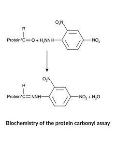 Cayman Protein Carbonyl Colorimetric Assay Kit; Size- 96 Wells