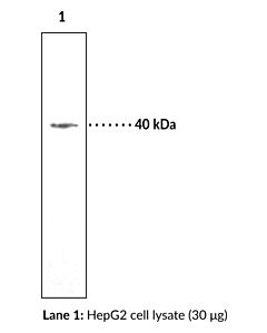 Cayman Pink1 Blocking Peptide; Size- 1 Ea