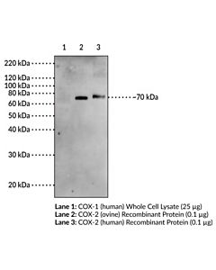 Cayman Cb1 Receptor (C-Term) Blocking Peptide; Size- 1 Ea
