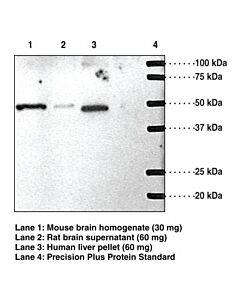 Cayman S1p1 Blocking Peptide; Size- 1 Ea