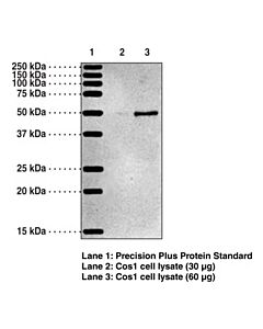 Cayman 5-Oxoete Receptor Blocking Peptide; Size- 1 Ea