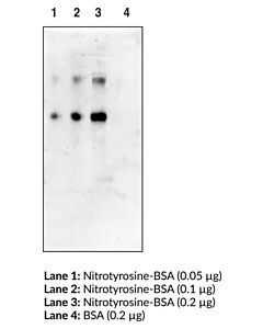 Cayman Nitrotyrosine Monoclonal Antibodybiotinylated; Size- 10