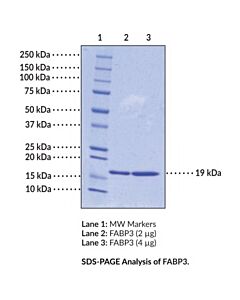 Cayman Fabp3 (Human, Recombinant); Purity- (Greater Than Or Equal