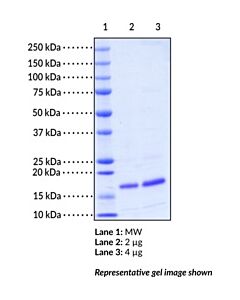 Cayman Fabp5 (Mouse Recombinant); Purity- Greater Than Or Equal T