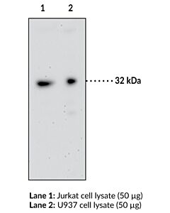 Cayman Gpr35 Blocking Peptide; Size- 1 Ea