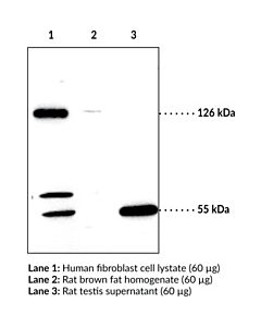 Cayman Srebp-2 Polyclonal Antibody; Size- 1 Ea