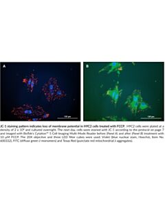 Cayman Jc-1 Mitochondrial Membrane Potential Assay Kit; Size- 100
