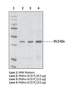 Cayman Ptdins-(4,5)-P2 Binding Protein; Purity- Greater Than Or E