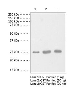 Cayman Glutathione S-Transferase Polyclonal Antibody; Size- 1 Ea