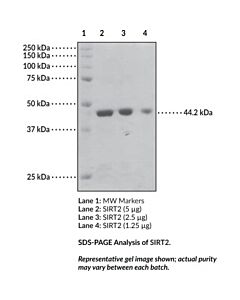 Cayman Sirt2 (Human Recombinant); Purity- Greater Than Or Equal T