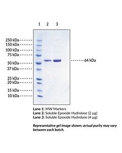 Cayman Soluble Epoxide Hydrolase (Human Recombinant); Purity- Gre