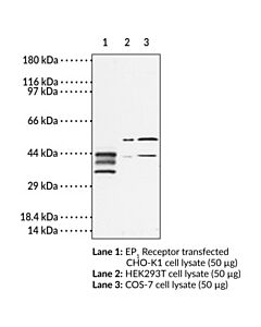Cayman Ep4 Receptor (N-Term) Blocking Peptide; Size- 200 Microgra