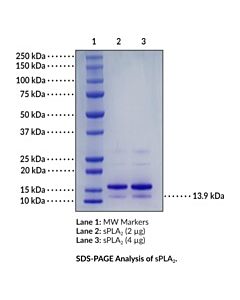 Cayman Spla2 (Human, Recombinant Type Iia); 25 Μg; ≥85% Estimated By Sds-Page