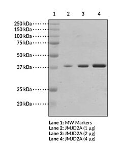 Cayman Jmjd2a (Human, Recombinant); Purity- Greater Than Or Equal
