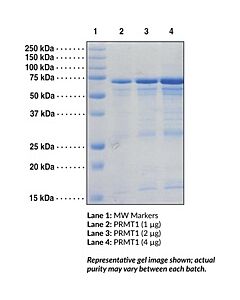 Cayman Prmt1 (Human Recombinant); Purity- Greater Than Or Equal T