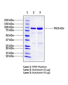 Cayman Autotaxin (Human Recombinant); Purity- Greater Than Or Equ