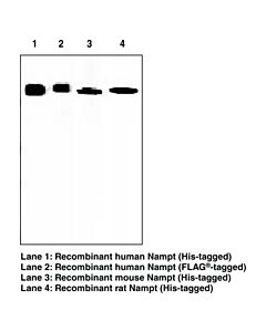 Cayman Nampt Monoclonal Antibody (Clone Omni 379); Size- 100 Micr