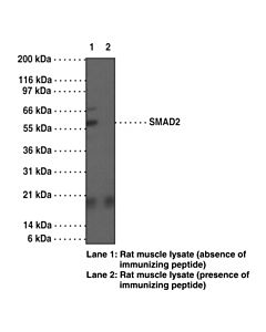 Cayman Smad2 Polyclonal Antibody; Size- 100 Micrograms