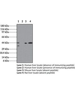 Cayman Smad3 Polyclonal Antibody; Size- 100 Micrograms