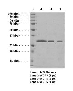 Cayman Wdr5 (Human Recombinant); Purity- Greater Than Or Equal To