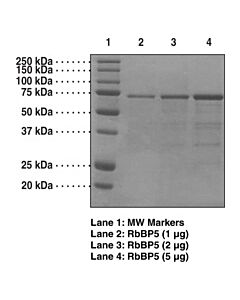 Cayman Rbbp5 (Human Recombinant); Purity- Greater Than Or Equal T