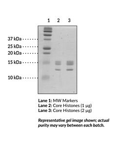 Cayman Core Histones (Human); Purity- Greater Than Or Equal To 95