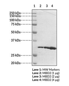 Cayman Mbd2 (Human Recombinant; Methyl Binding Domain Aa 150-220)