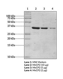 Cayman Mecp2 (Human Recombinant; Methyl Binding Domain Aa 77-166)