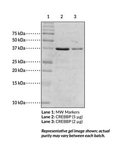 Cayman Creb-Binding Protein Bromodomain (Human Recombinant); Puri