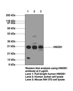 Cayman Hmgb1 Monoclonal Antibody (Clone Img19n10b7); Size- 1 Ea;