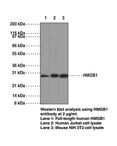 Cayman Hmgb1 Monoclonal Antibody (Clone Img19n15f4); Size- 1 Ea;