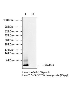 Cayman Amyloid- Beta Monoclonal Antibody (Clone 6c3, Moab-2); Siz