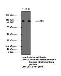 Cayman Lsd1 Polyclonal Antibody (Aa 450-500); Size- 1 Ea
