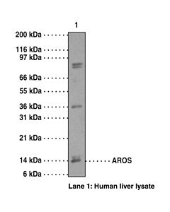 Cayman Aros Polyclonal Antibody (Aa 1-50); Size- 1 Ea