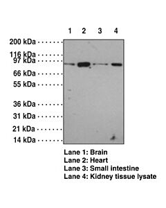 Cayman Toll-Like Receptor 12 Polyclonal Antibody; Size- 1 Ea