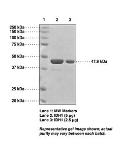 Cayman Idh1 (Human Recombinant); Purity- Greater Than Or Equal To