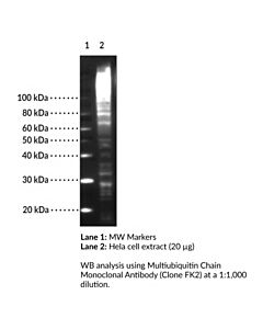 Cayman Multiubiquitin Chain Monoclonal Antibody (Clone Fk2); Size