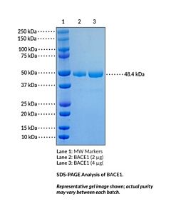 Cayman Bace1 (Human, Recombinant); 100 Μg; ≥85% Estimated By Sds-Page