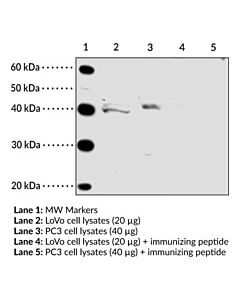Cayman Ffar4 (Gpr120) (Internal) Polyclonal Antibody; Size- 1 Ea