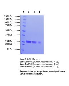 Cayman Eif4e (Human Recombinant); Purity- Greater Than Or Equal T