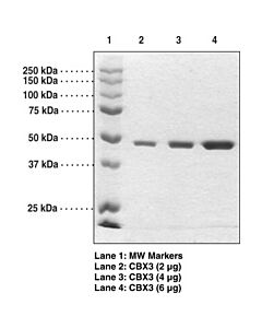 Cayman Cbx3 (Human Recombinant); Purity- Greater Than Or Equal To