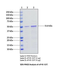 Cayman Eif4e (Human Recombinant; Gst-Tagged); Purity- Greater Tha