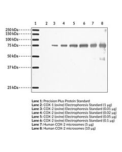 Cayman Cox-2 Monoclonal Antibody (Clone Cx229); Size- 1 Ea