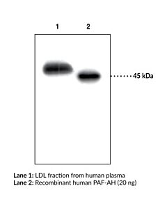 Cayman Paf Acetylhydrolase (Human) Polyclonal Antibody; Size- 500