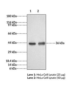 Cayman Dcr2 Polyclonal Antibody; Size- 1 Ea