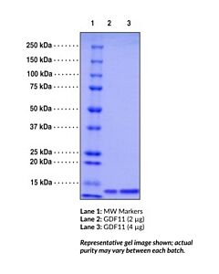 Cayman Gdf11 (Human Recombinant); Purity- Greater Than Or Equal T