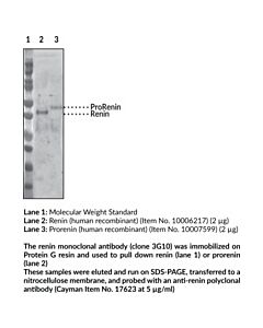 Cayman Renin Monoclonal Antibody (Clone 3g10); Size- 200 Microgra